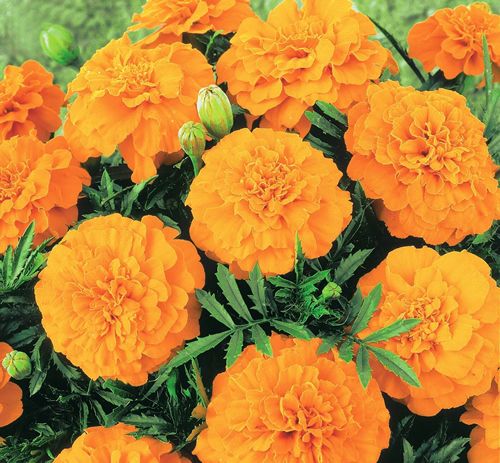(M) African Marigold Valencia seeds 1g (414529)