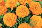 (M) African Marigold Valencia seeds 1g (414529)