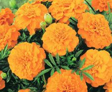 (M) African Marigold Valencia seeds 1g (414529)