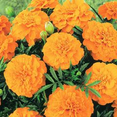 (M) African Marigold Valencia seeds 1g (414529)