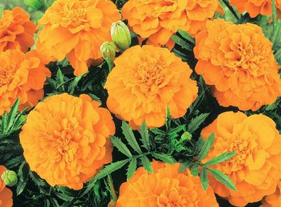 (M) African Marigold Valencia seeds 1g (414529)