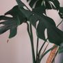 Mature Monstera in 25cm Nursery Pot Image 3
