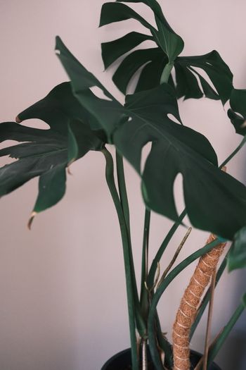 Large Houseplant Collection: 4 Monsteras, Rubber Tree & Giant Bird of Paradise