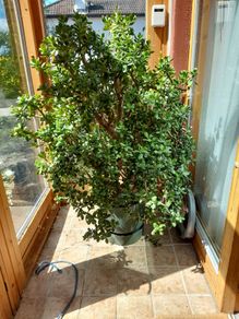 This is a 5foot money plant