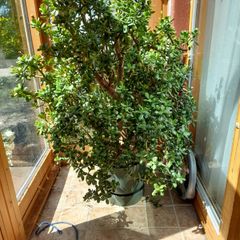 This is a 5foot money plant