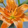 original Oil Painting Image 5