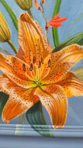 Lilies