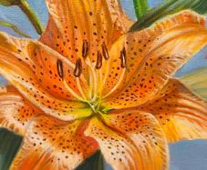 Lilies