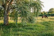 Willow Tree
