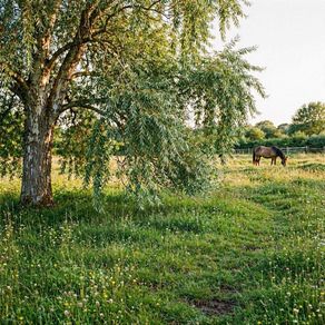 Willow Tree