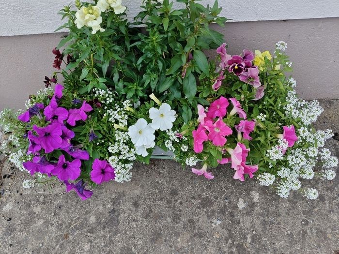Window box
