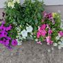 Window box Image 4