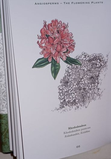 Ireland's Flora and Fauna Appletree Deluxe Editions Trees and Shrubs Wild Flowers Birds a beautiful collection of three books with lovely illustrations in excellent condition with no issues FREE STANDARD POSTAGE INCLUDED