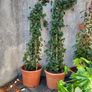 Extra large Hedera climber Image 2