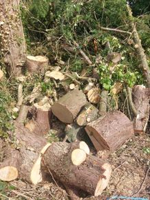 firewood