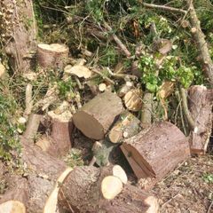 firewood