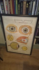 Large Framed Medial Illustration