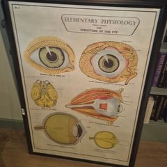 Large Framed Medial Illustration