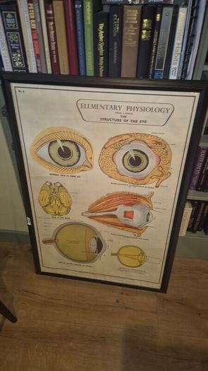 Large Framed Medial Illustration