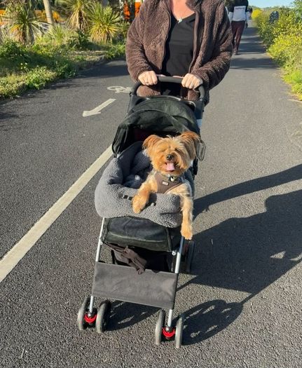 Dogs Pram