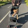 Dogs Pram Image 4