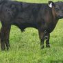 Bulls Image 5