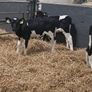 PBR British Friesian Bulls Image 7