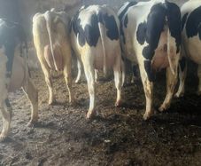 For sale tomorrow at Nenagh mart