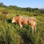 In calf heifers Image 6