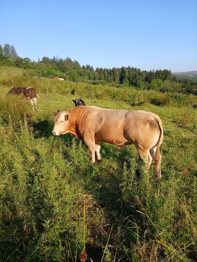 In calf heifers