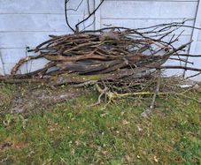 fire wood for free