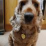UNIQUET HIT Mirror Gold Acrylic Custom Text Engraved Heart Bone Shape Pet Dog Cat Tag Id Image 3