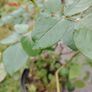 Plant Image 2