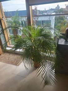 House Fern