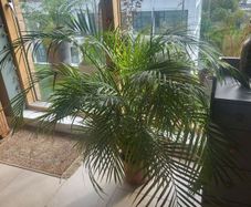 House Fern