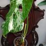 No.73 Monstera Albo Image 6