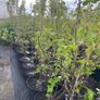 Blackcurrant Titania 7.5-10l pot available now Image 4