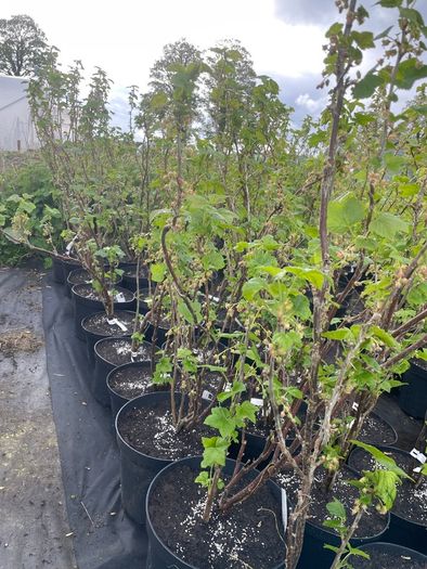 Blackcurrant Titania 7.5-10l pot available now