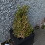 Two medium size buxus in pot Image 2