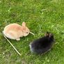 Baby Rabbits Image 3