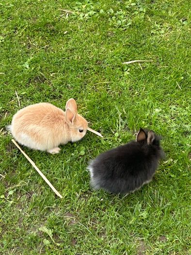 Baby Rabbits