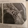 Rare Vintage.  1929. April Edition.  Volume 13 No4 Magazine. Image 3