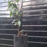 Bayleaf tree Image 2