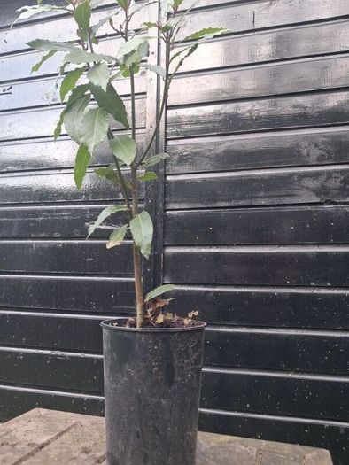 Bayleaf tree
