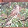 Fauna Postcards Image 7