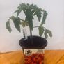 Tomato Plants Image 2