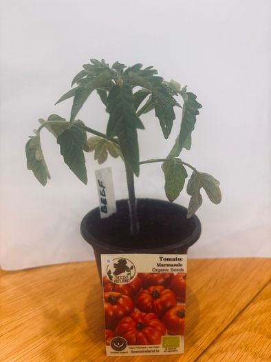 Tomato Plants