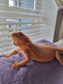 Bearded dragon with terrarium and full setup