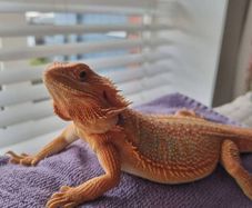 Bearded dragon with terrarium and full setup