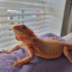 Bearded dragon with terrarium and full setup